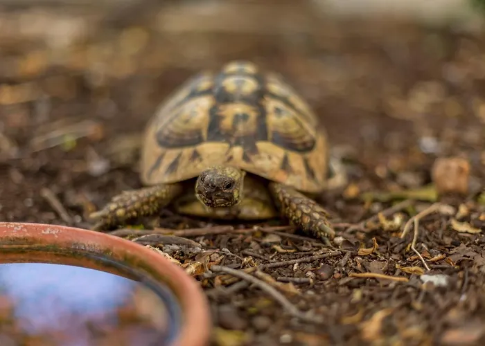 Hvar De Luxe 1 Ostanak kod kuće Hvar Town