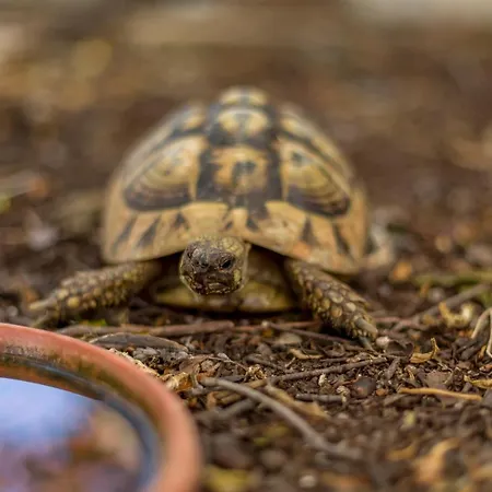 Hvar De Luxe 1 Séjour chez l'habitant Hvar Town
